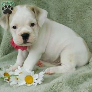 Lilly, Miniature Bulldog Puppy